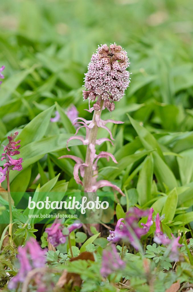 543006 - Gewöhnliche Pestwurz (Petasites hybridus)