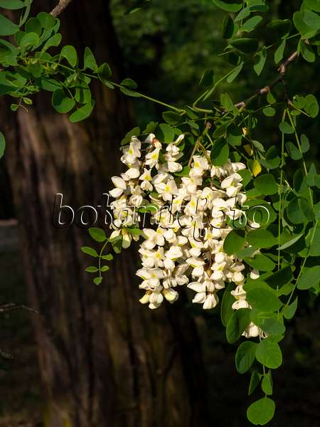 461014 - Gewöhnliche Robinie (Robinia pseudoacacia)