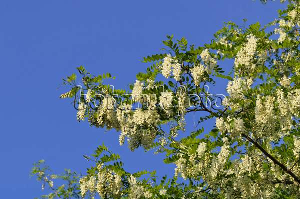 496209 - Gewöhnliche Robinie (Robinia pseudoacacia)