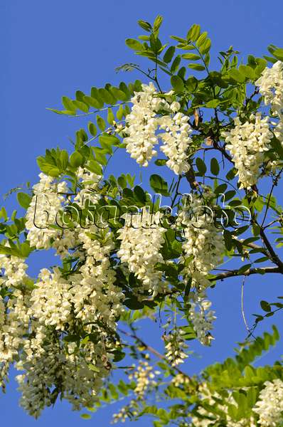 496211 - Gewöhnliche Robinie (Robinia pseudoacacia)