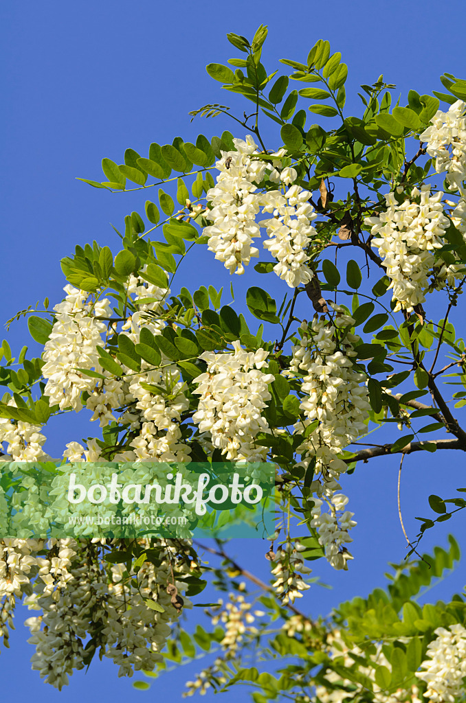 496211 - Gewöhnliche Robinie (Robinia pseudoacacia)