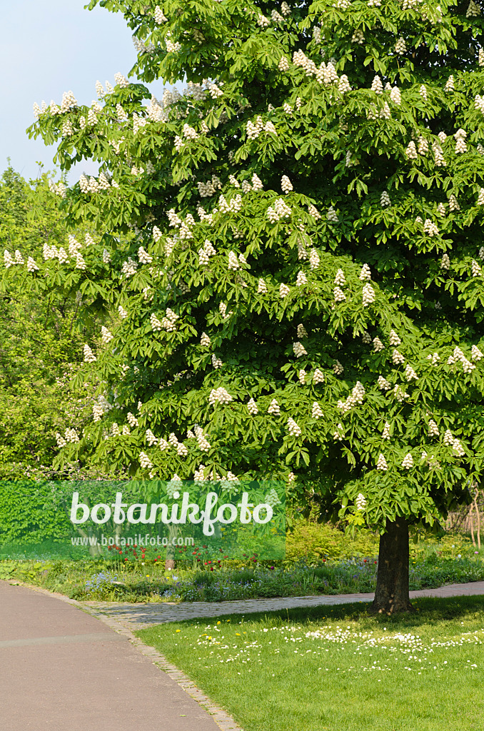 495360 - Gewöhnliche Rosskastanie (Aesculus hippocastanum)