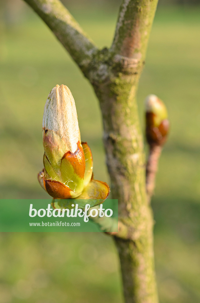 507006 - Gewöhnliche Rosskastanie (Aesculus hippocastanum)