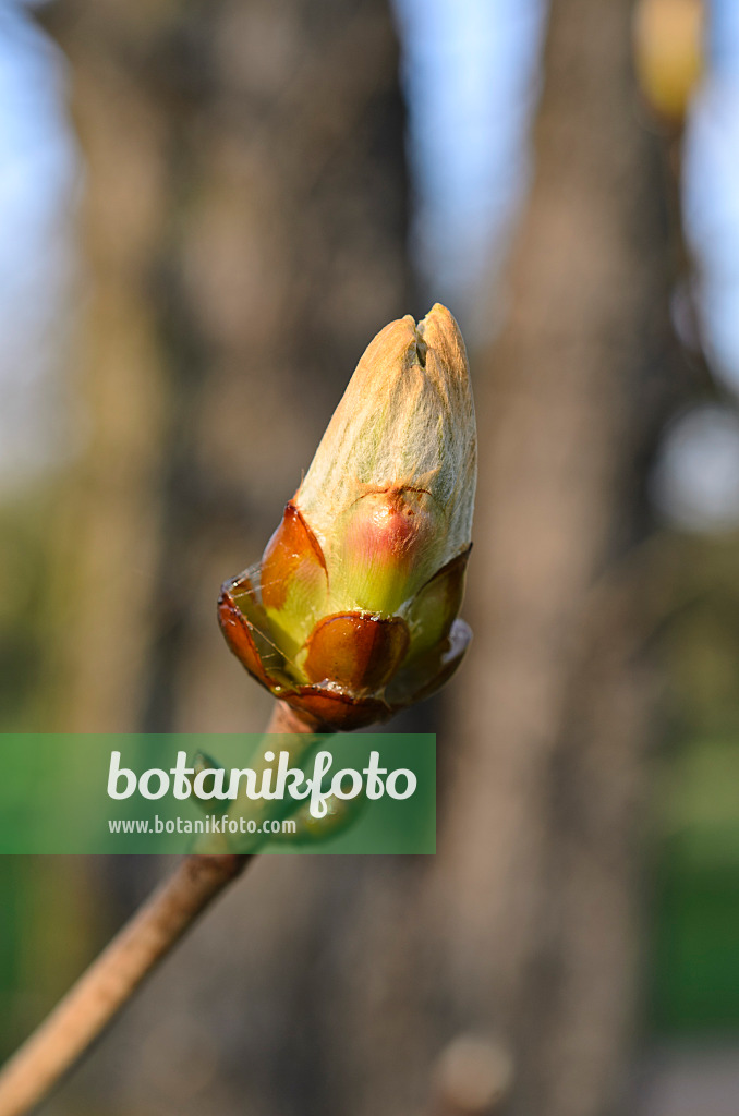 507011 - Gewöhnliche Rosskastanie (Aesculus hippocastanum)