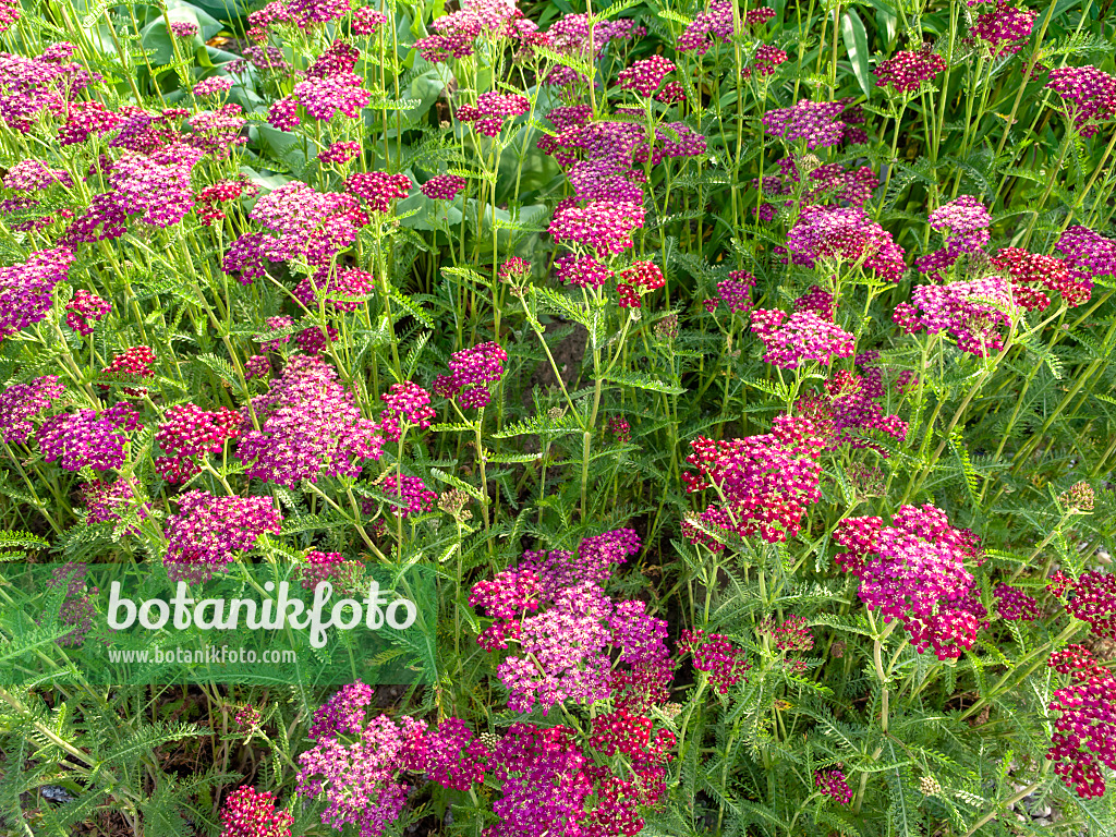 438242 - Gewöhnliche Schafgarbe (Achillea millefolium 'Sammetriese')