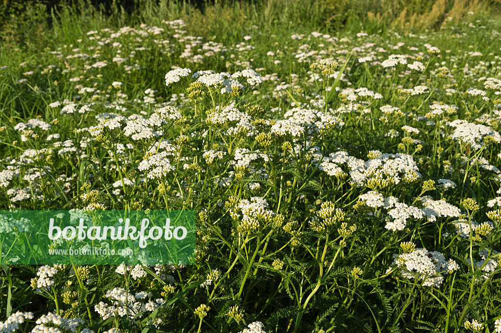 511030 - Gewöhnliche Schafgarbe (Achillea millefolium)