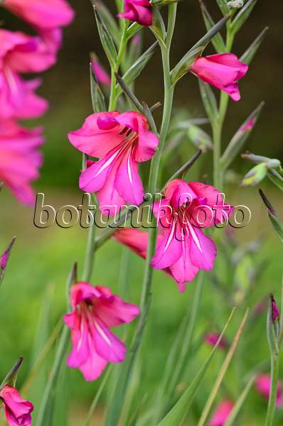 533258 - Gewöhnliche Siegwurz (Gladiolus communis subsp. byzantinus)