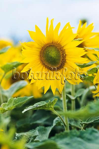 380064 - Gewöhnliche Sonnenblume (Helianthus annuus)