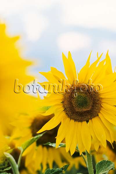 380065 - Gewöhnliche Sonnenblume (Helianthus annuus)