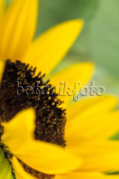 394040 - Gewöhnliche Sonnenblume (Helianthus annuus)