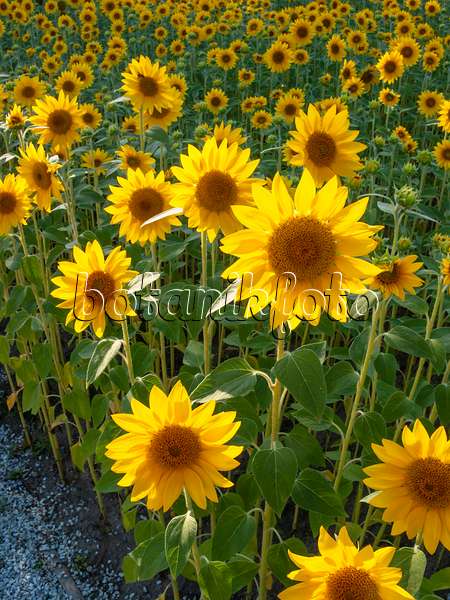 404051 - Gewöhnliche Sonnenblume (Helianthus annuus)