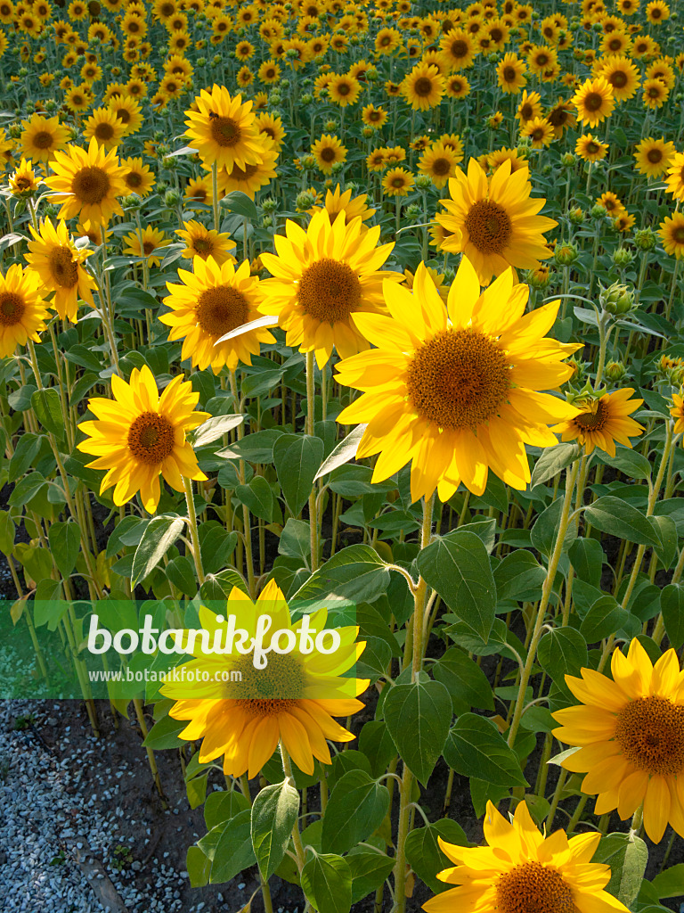 404051 - Gewöhnliche Sonnenblume (Helianthus annuus)