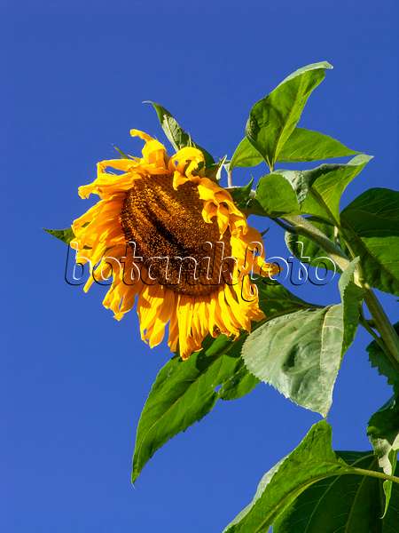 429112 - Gewöhnliche Sonnenblume (Helianthus annuus)