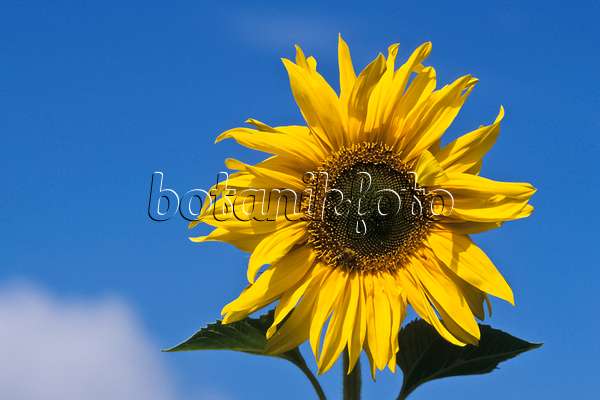 436160 - Gewöhnliche Sonnenblume (Helianthus annuus)
