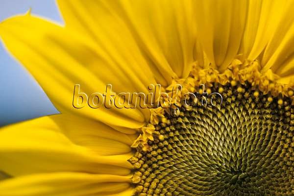 436165 - Gewöhnliche Sonnenblume (Helianthus annuus)