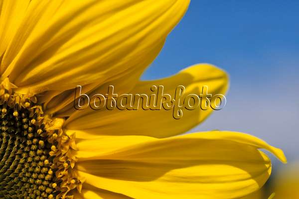 436167 - Gewöhnliche Sonnenblume (Helianthus annuus)