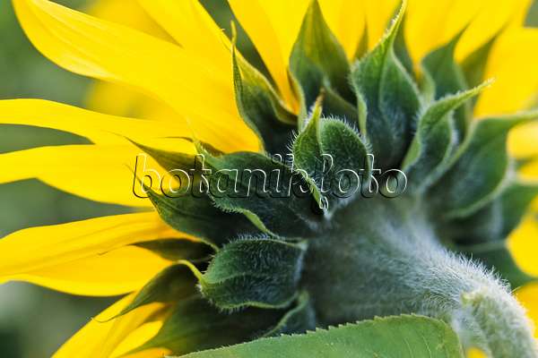 436171 - Gewöhnliche Sonnenblume (Helianthus annuus)