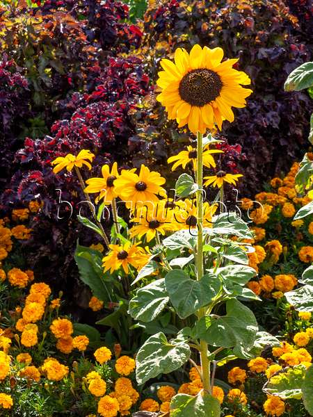 440242 - Gewöhnliche Sonnenblume (Helianthus annuus), Sonnenhut (Rudbeckia) und Studentenblume (Tagetes)