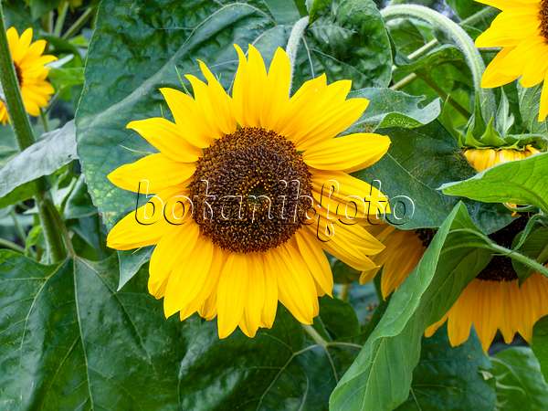 464024 - Gewöhnliche Sonnenblume (Helianthus annuus)