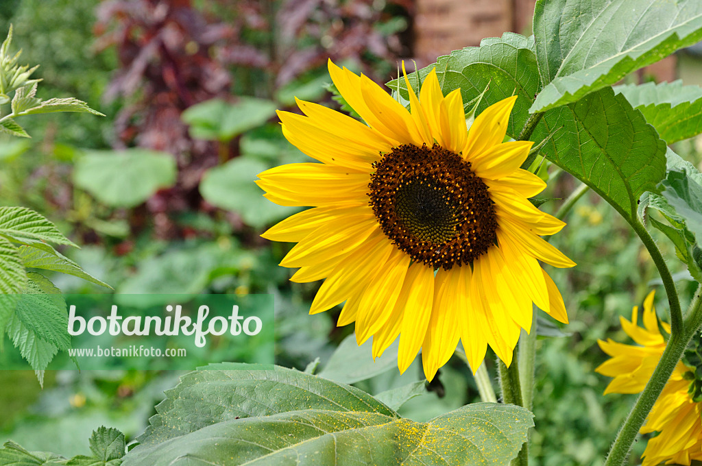 474129 - Gewöhnliche Sonnenblume (Helianthus annuus)