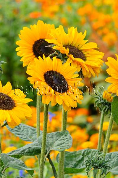 475164 - Gewöhnliche Sonnenblume (Helianthus annuus)