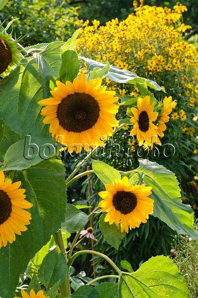 475239 - Gewöhnliche Sonnenblume (Helianthus annuus)