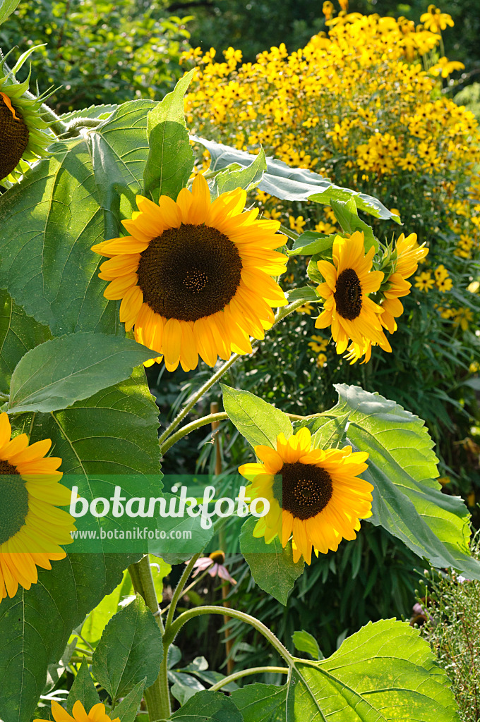 475239 - Gewöhnliche Sonnenblume (Helianthus annuus)