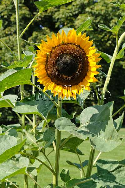 476029 - Gewöhnliche Sonnenblume (Helianthus annuus)