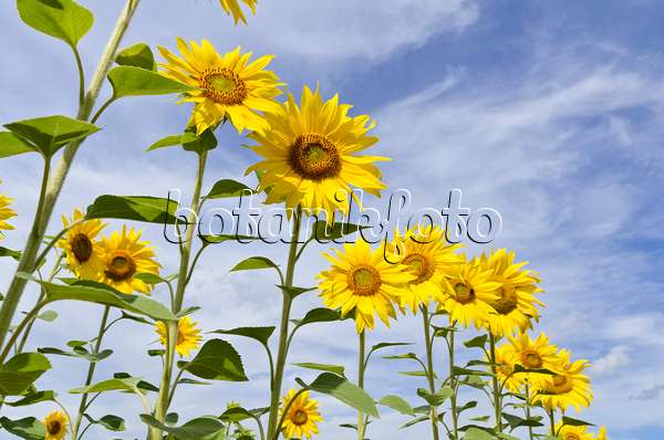 498216 - Gewöhnliche Sonnenblume (Helianthus annuus)