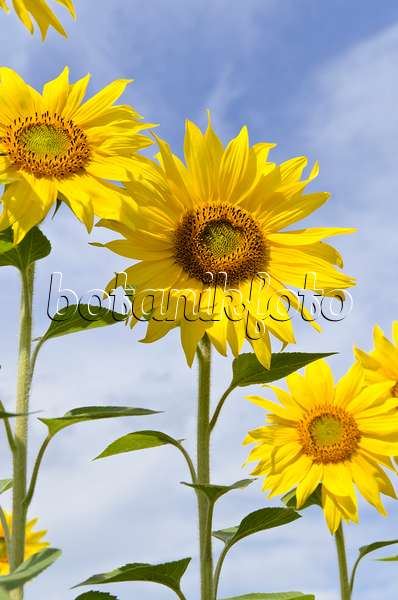 498217 - Gewöhnliche Sonnenblume (Helianthus annuus)