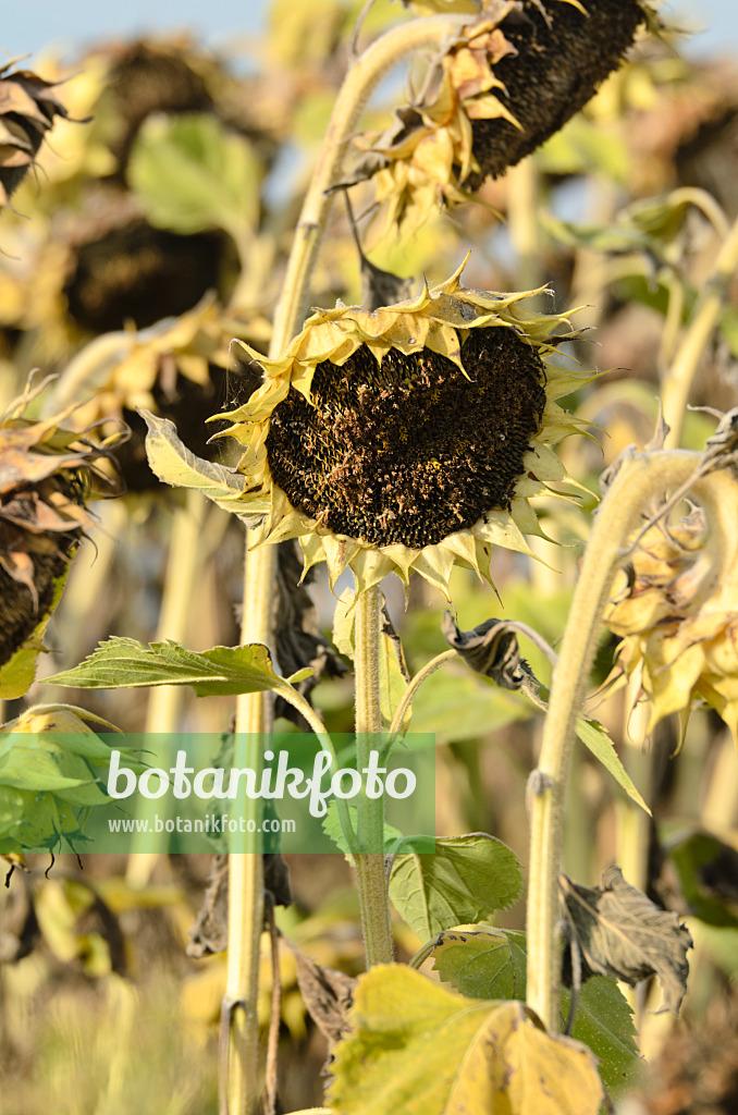 500013 - Gewöhnliche Sonnenblume (Helianthus annuus)