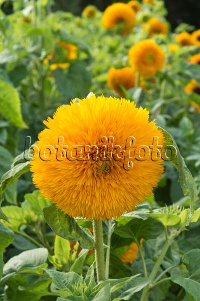 511262 - Gewöhnliche Sonnenblume (Helianthus annuus)