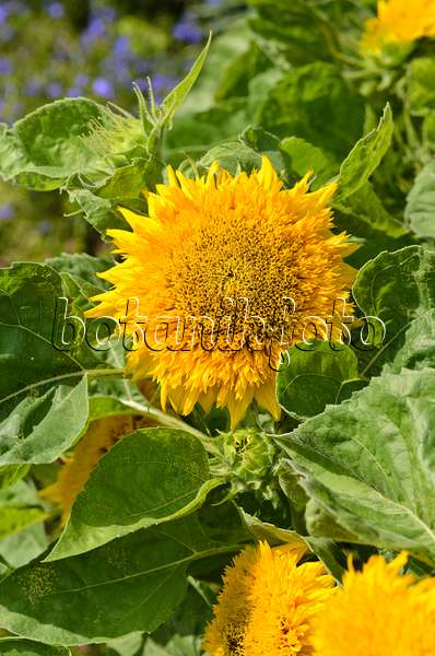 523016 - Gewöhnliche Sonnenblume (Helianthus annuus 'Niedrige Sonnengold')