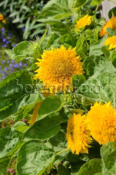 523017 - Gewöhnliche Sonnenblume (Helianthus annuus 'Niedrige Sonnengold')