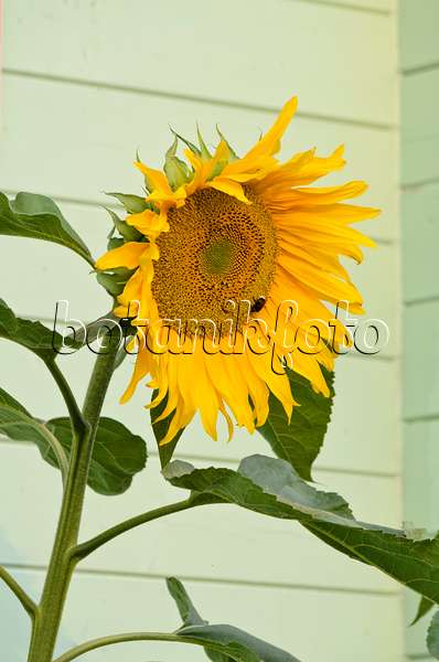 523241 - Gewöhnliche Sonnenblume (Helianthus annuus)