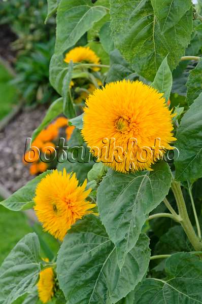 524080 - Gewöhnliche Sonnenblume (Helianthus annuus)