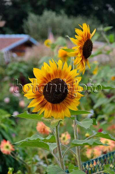 524094 - Gewöhnliche Sonnenblume (Helianthus annuus)