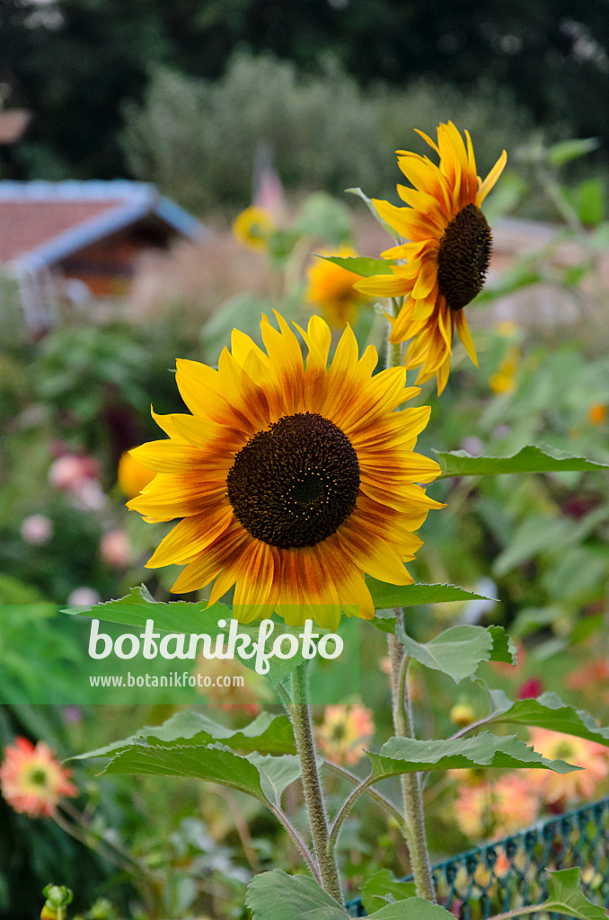 524094 - Gewöhnliche Sonnenblume (Helianthus annuus)