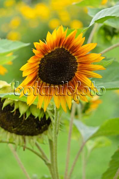 535136 - Gewöhnliche Sonnenblume (Helianthus annuus 'Abendsonne')