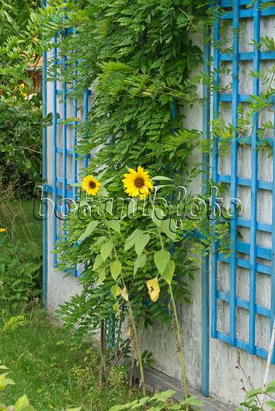 595019 - Gewöhnliche Sonnenblume (Helianthus annuus)