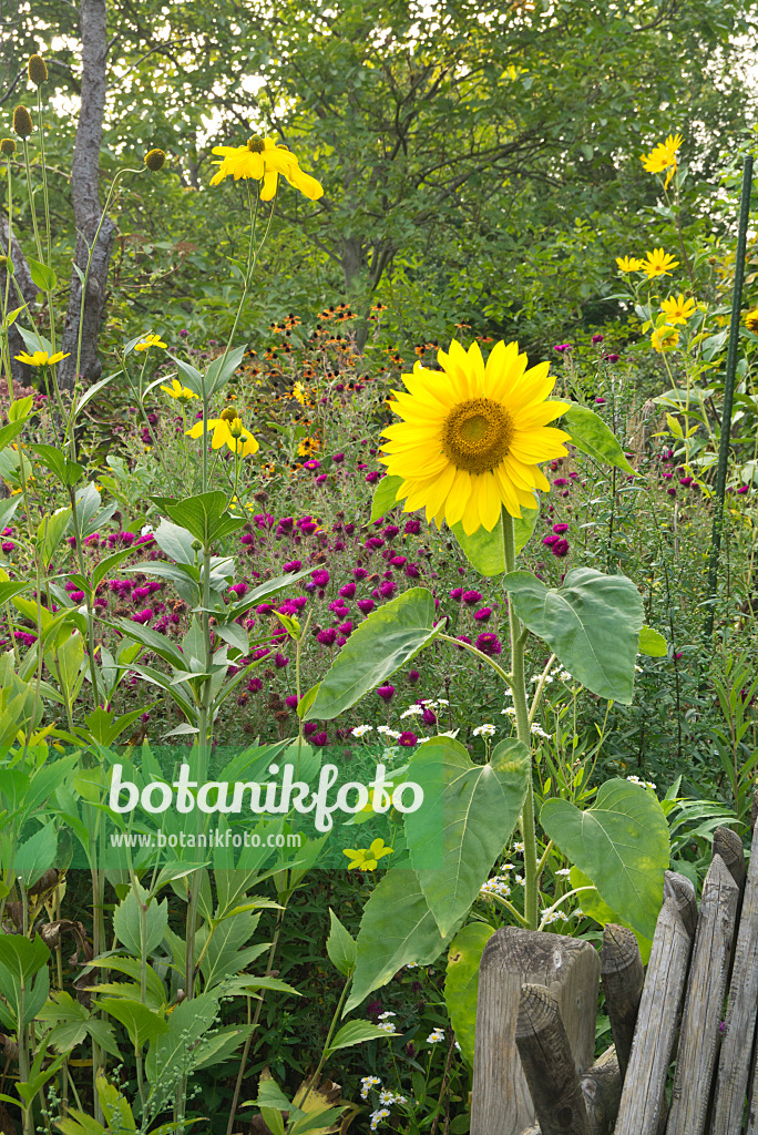 609018 - Gewöhnliche Sonnenblume (Helianthus annuus)