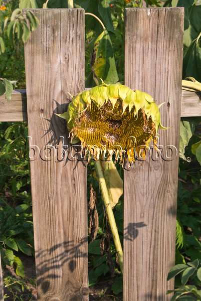 609038 - Gewöhnliche Sonnenblume (Helianthus annuus) an einem Holzzaun