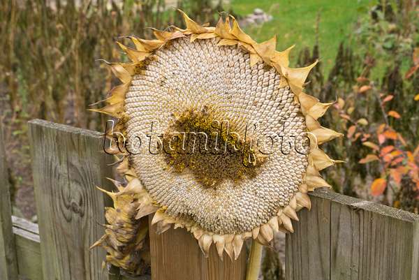 609042 - Gewöhnliche Sonnenblume (Helianthus annuus) an einem Holzzaun