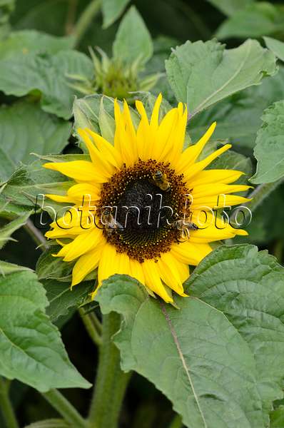 535137 - Gewöhnliche Sonnenblume (Helianthus annuus 'Choco Sun') und Bienen (Apis)