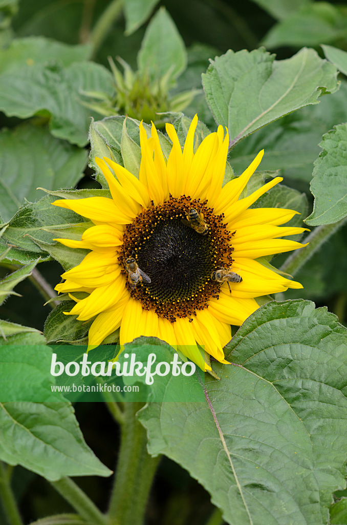 535137 - Gewöhnliche Sonnenblume (Helianthus annuus 'Choco Sun') und Bienen (Apis)