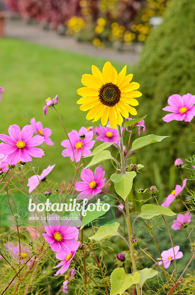 525143 - Gewöhnliche Sonnenblume (Helianthus annuus) und Gemeine Kosmee (Cosmos bipinnatus)