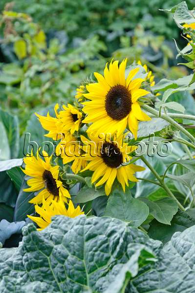 487010 - Gewöhnliche Sonnenblume (Helianthus annuus) in einem Gemüsegarten