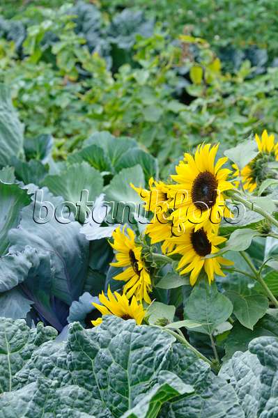 487011 - Gewöhnliche Sonnenblume (Helianthus annuus) in einem Gemüsegarten