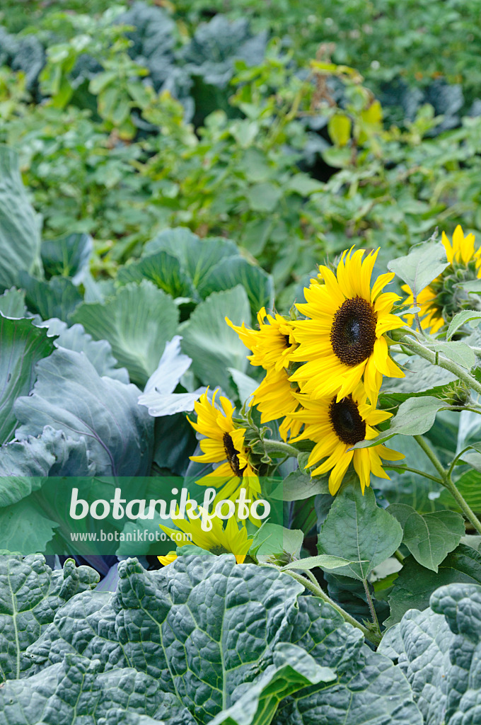 487011 - Gewöhnliche Sonnenblume (Helianthus annuus) in einem Gemüsegarten