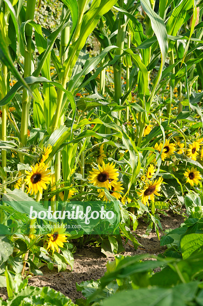 487014 - Gewöhnliche Sonnenblume (Helianthus annuus) und Mais (Zea mays)